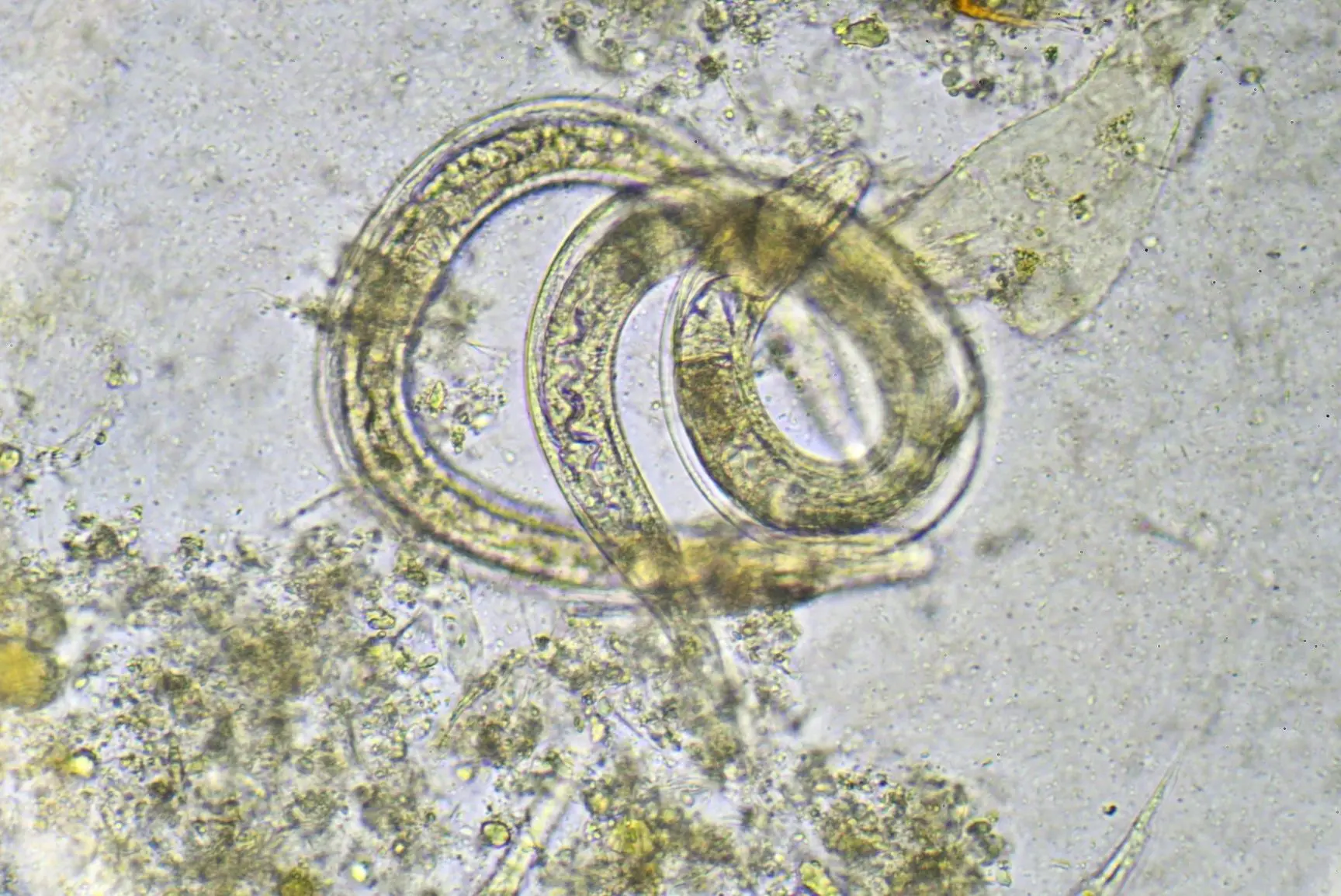 Parasiten Illustration